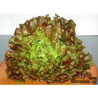 Lechuga Maravilla de Verano. 10 GR.