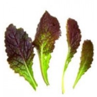 Mostaza Roja Baby Leaf. 50 Gramos.