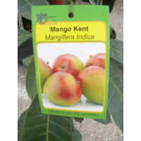 Mangifera Indica, Árbol de Mango, Planta de M