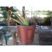 Planta de Aloe Vera en Maceta de 12 Cn.