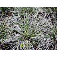 Semillas de Festuca Azul Cinerea. 10 Gramos