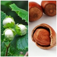 Planta de Frutal Avellano, Corylus Avellana. 