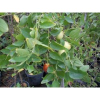 Azufaifo de Fruto Grueso en Maceta de 25 Cm
