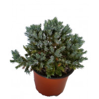 Juniperus BLUE STAR