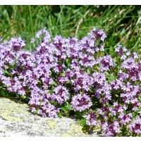 Planta de Thymus Vulgaris - Tomillo Común. Al