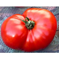 Tomate Altaisky. Ecologico 50 Semillas - Seed