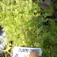 Planta Cylandro  en Maceta de  10 Centímetros