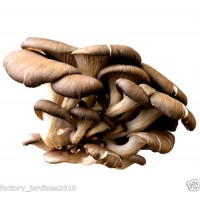 Micelio en Grano de Pleurotus Ostreatus, SETA