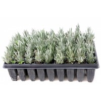 Lavandula Latifolia - Alhucema Lavanda (Bande