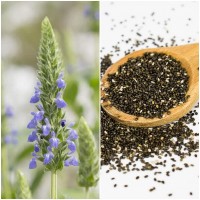 Semillas de Chia. Salvia Hispanica. 50 Gramos