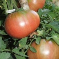 Semillas Tomate Rosa Cándido. 1000 Semillas