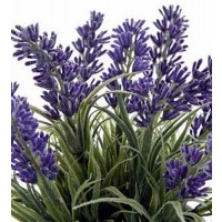 1 Planta Aromática de Lavanda Lavandula. Altu