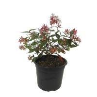 Abelia Grandiflora