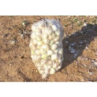 Cebolla para Calçots Saco 25 Kg