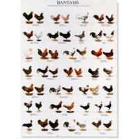 Poster Gallinas de Razas Enanas I