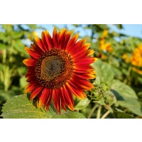 Semillas de Girasol Chocolate. Helianthus Ann