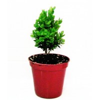 2 Plantas. Buxo Enano, BOJ, Buxus Semperviren