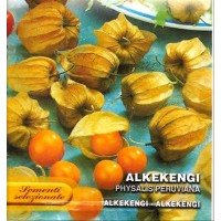 Alquenqueje Physalis Peruviana - Alkekengi. 2