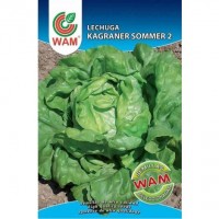 Semillas de Lechuga Kagraner Sommer 2 WAM 6 G