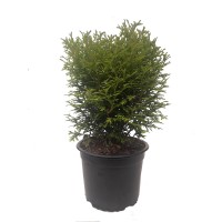 Thuja Occidentalis  Tyni Tim