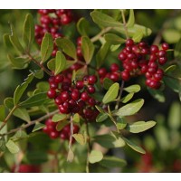 3 Plantas de Pistacia Lentiscus - Lentisco,ll