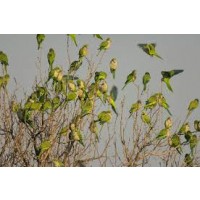 Ahuyentador Bird Gard Pro para Cotorras Argen