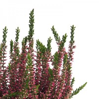 Planta de Calluna. Brezo. Decoración Navidad.