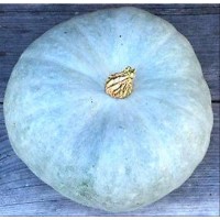 Calabaza AZUL - Bleu de Hongrie. Comestible .