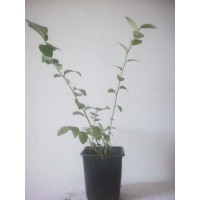 Planta de Arándano. Envase . Brigitta