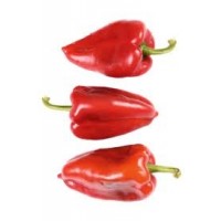 Pimiento del Piquillo. 1 GR.