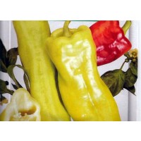 Pimiento Gota de Oro. para Asar y Freir. 1 Gr