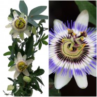 Planta de Pasionaria, Passiflora, Flor de la 