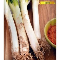 Semillas de Calçots - Cebolla Blanca Tardia d