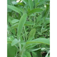 Salvia Común  (Salvia Officinalis) - 100Gr