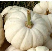 Calabaza BABY BOO. Blanca. Envase Hermético d