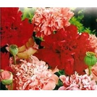 Amapola FLOR de Peonia Doble Mix. 2500 Semill