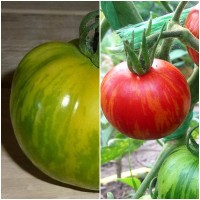 Semillas de Tomate Tigre Tigerella. 10 Gramos