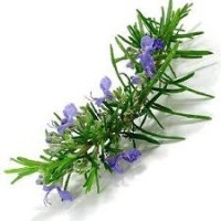 Romero Rosmarinus Officinalis. 100 Semillas