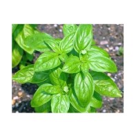 Albahaca Aroma de Limon.  1,5 GR.