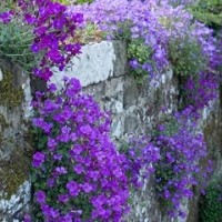 Aubretia Deltoide, Purpura Violeta. 500 Semil