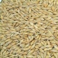 Cebada Ecológica. 25 Kg