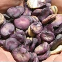 Haba Extratemprana Grano Violeta. 50 Gr. de S
