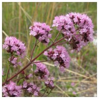 Origanum Vulgare. Aromatica Oregano 3640 Semi