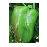 Pimiento Gigante Enorma. Frutos hasta 500 Gr.