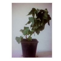 Planta de Grosella Ribes Nigrum Var. Ben More