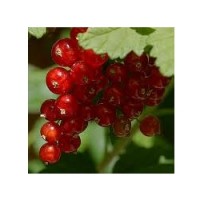 Planta de Grosella Ribes Rubrum Var. Junifer.