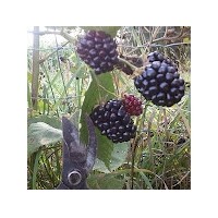 Planta de Mora Rubus Fruticosus Var. Apache. 