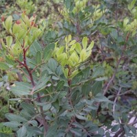Planta de Murta/pistacea-Lentisco en Maceta d