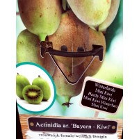 Planta Kiwi Actinidia Arguta Bayern. Resiste 