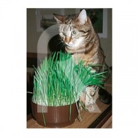Sobre Semillas Hierba para Gatos